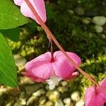 Lamprocapnos spectabilis Blüte