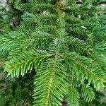 Abies nordmanniana Лист