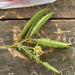 Albizia carbonaria Likasa