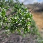 Grayia spinosa Hoja