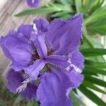 Iris tectorum 花