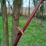 Robinia viscosa Rinde