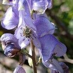 Aconitum napellus花