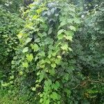 Vitis riparia Агульны выгляд