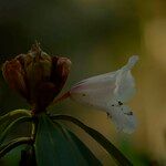 Rhododendron calophytum Λουλούδι