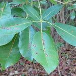 Tabebuia rosea Blatt