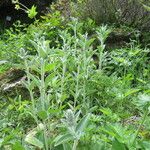 Stachys alpina عادت داشتن