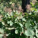 Cotinus coggygriaFulla