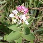 Banisteriopsis muricata Flor