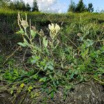 Medicago × varia Habitus