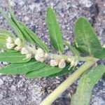 Euphorbia convolvuloides Лист