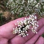 Selinum carvifolium Flower