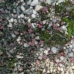Sedum andegavense 葉
