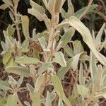 Phlomis purpurea Levél