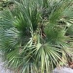 Chamaerops humilisLeaf