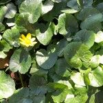 Centella asiatica Foglia