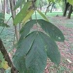 Cordia nodosa Blatt