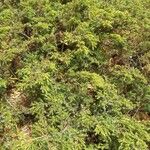 Juniperus communis Облик