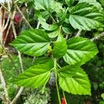 Hibiscus schizopetalus Leaf