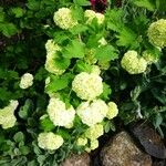 Viburnum macrocephalum Kwiat