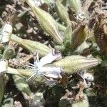 Silene succulenta Kukka