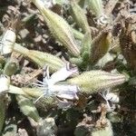 Silene succulenta Flower