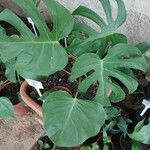 Monstera adansoniiLevél