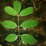 Spirotropis longifolia 葉