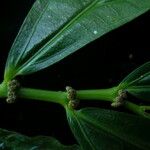 Elatostema integrifolium Habit