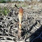 Equisetum fluviatile Frunză