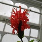 Megaskepasma erythrochlamys Flower
