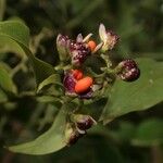 Dichorisandra hexandra 果實