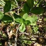 Veronica bollonsii