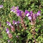 Scutellaria alpina Blüte