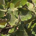 Butea monosperma Frunză