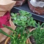 Crassula multicava ഇല