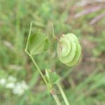 Medicago orbicularis 果實