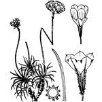 Armeria multiceps Інше