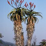 Aloe excelsa Habit