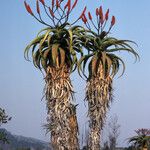 Aloe excelsa Yeri