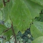 Parrotia persica 葉