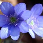 Hepatica nobilisFleur