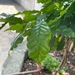 Coffea arabica Blatt