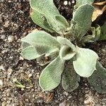 Cynoglossum creticum List