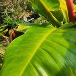 Philodendron melinonii Liść