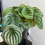 Peperomia argyreia Лист