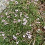 Silene ciliata Flor