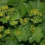 Alchemilla coriacea Altres