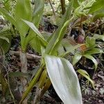 Dendrobium macrophyllum Habit