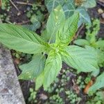 Epilobium roseum Lehti